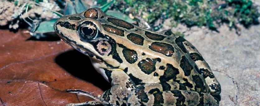 Image of a pickerel frog