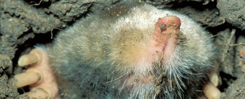 eastern mole