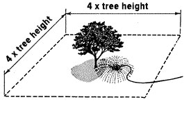 diagram showing an area four times as wide as a tree's height. 