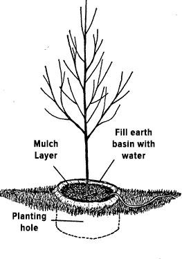 Diagram showing how water the mulched area under a newly transplanted tree.