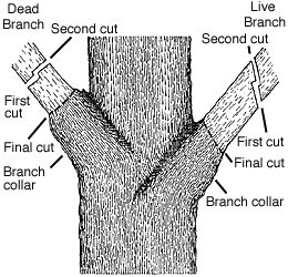Diagram showing how to prune a tree