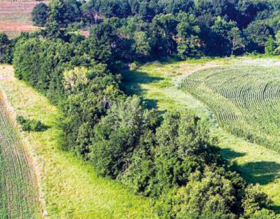Aerial view of cornfields with strip of trees between them.