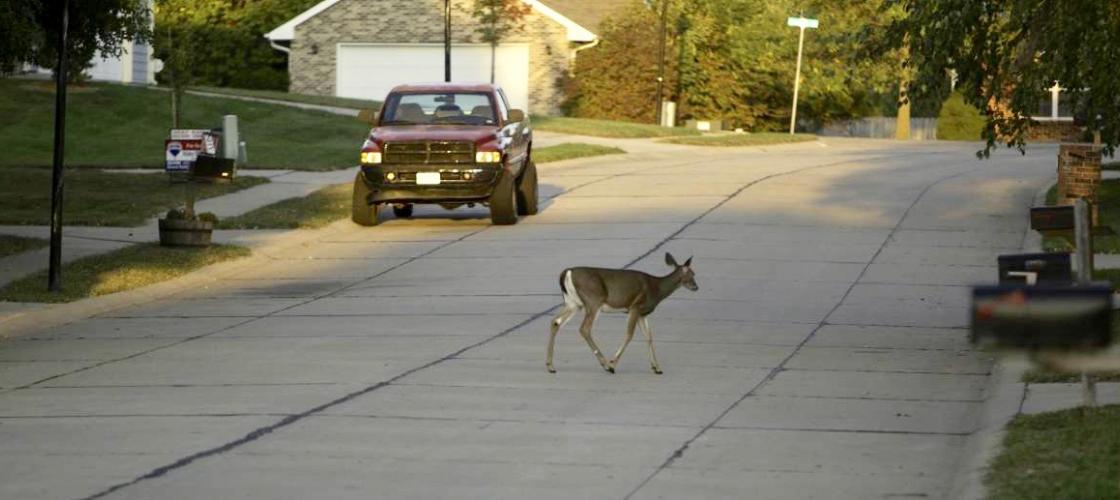 White-tailed deer walking across street in residential neighborhood.