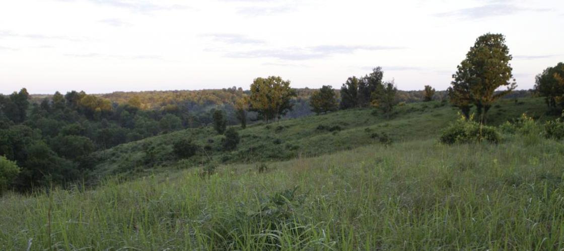 View of hills and ridge covered with grasses and scattered trees