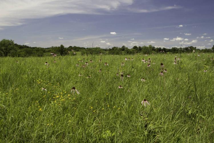 Field of tall grasses and coneflowers
