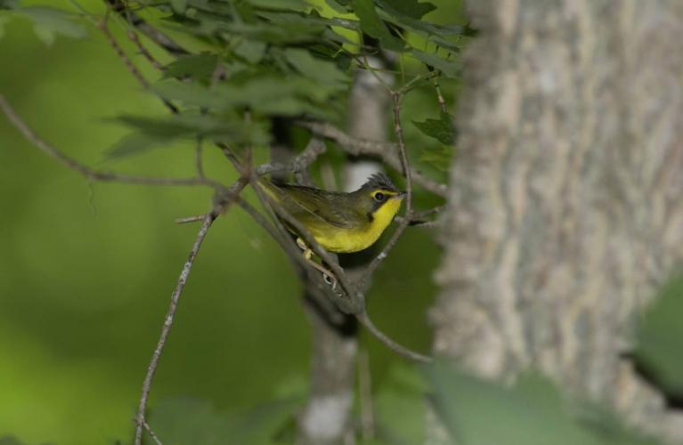 Kentucky warbler perched on a branch