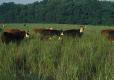 Cattle grazing in field with tall grasses