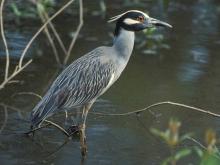 Photo of a yellow-crowned night-heron standing in water.
